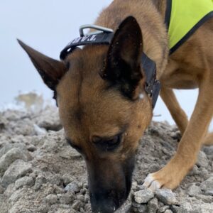 License to Sniff - Nose Work