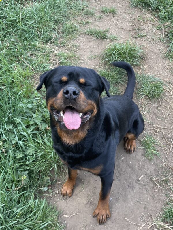 🐶 Sit Happens - Foundation Obedience