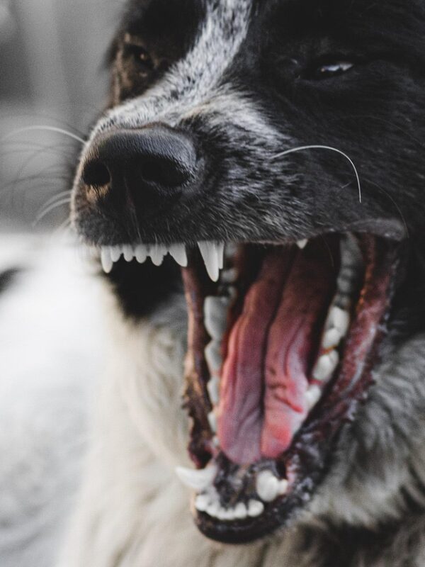 From Triggers to Trust - Course for Reactive Dogs